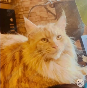 Meine Coon katzenbabys Bild 3