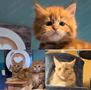 Meine Coon katzenbabys Bild 4