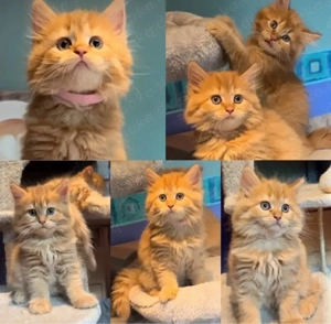 Meine Coon katzenbabys Bild 5