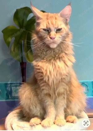 Meine Coon katzenbabys