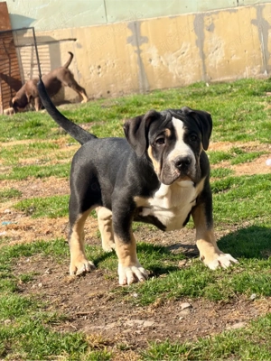 American Bully XL Tricolor 