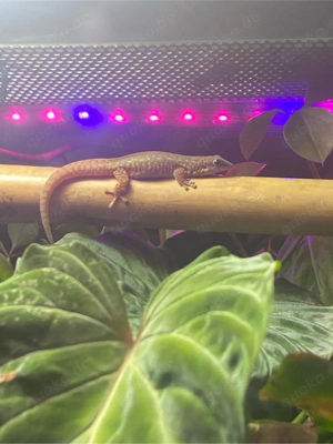 phelsuma robertmertensi