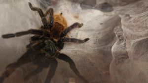 Vogelspinnen mit Terrarien