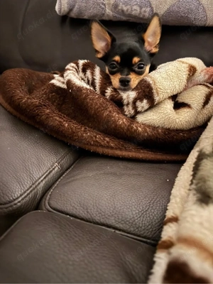 chihuahua 