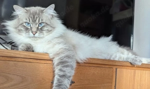 Neva Masquerade Deckkater in 89269 Vöhringen Bild 3