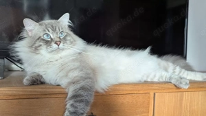 Neva Masquerade Deckkater in 89269 Vöhringen Bild 4