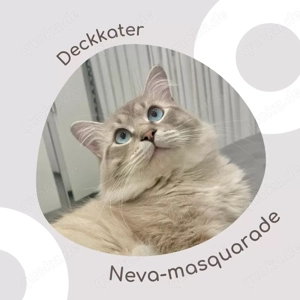 Neva Masquerade Deckkater in 89269 Vöhringen Bild 2