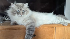 Neva Masquerade Deckkater in 89269 Vöhringen Bild 5