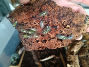 Armadillidum Gestroi Asseln 