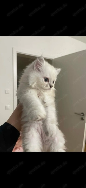 Wunderschöne flauschige BKH Katze sucht ein liebevolles Zuhause   