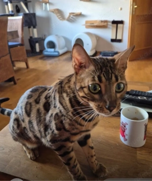 Bengalkatze  Bild 4