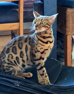 Bengalkatze 