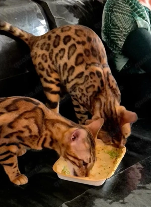 Bengalkatze  Bild 3