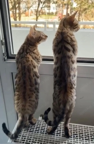 Bengalkatze  Bild 6