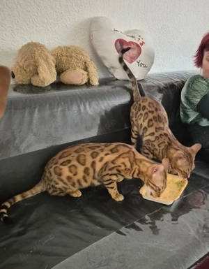Bengalkatze  Bild 2