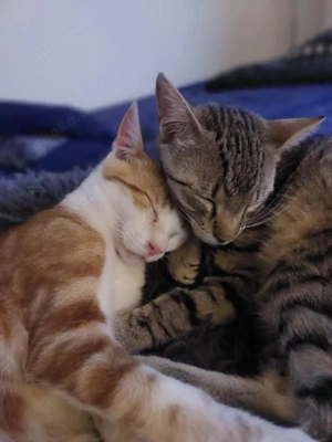 Schnurrbert und Herr Lehmann # Tierschutz 