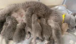 Deckkater BKH reinrassig kein verkauf  Bild 10