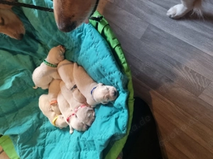  Golden-Retriever geb.10.03.2026