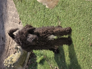 Grosspudelwelpen schwarz und Silber 