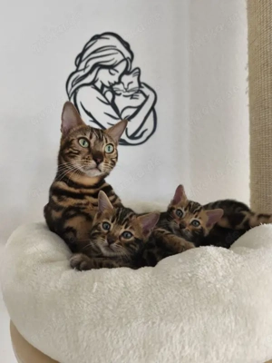 Reinrassige Bengal Kitten mit Stammbaum