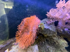 Meerwasser Aquarium red sea Bild 2