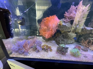 Meerwasser Aquarium red sea Bild 3