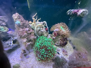 Meerwasser Aquarium red sea Bild 1