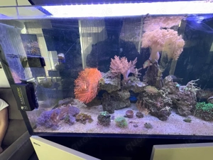 Meerwasser Aquarium red sea Bild 4