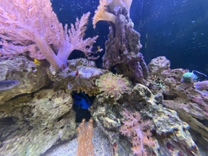 Meerwasser Aquarium red sea Bild 5