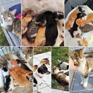    Süße Glückskatzen (Mischlingskatzen) bald abzugeben!   