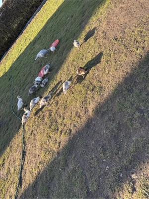 Warzenenten Stummenten 