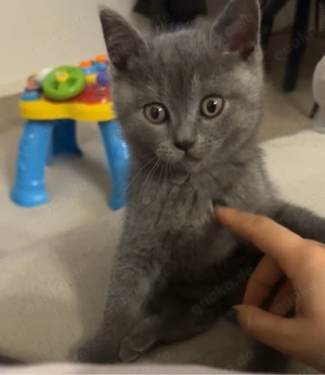 9 Wochen Bkh Kater männlich
