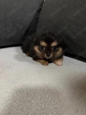 Pomchi Welpen 