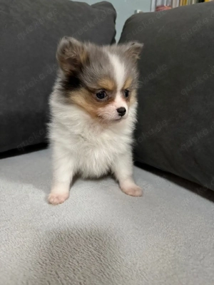 Pomchi Welpen 