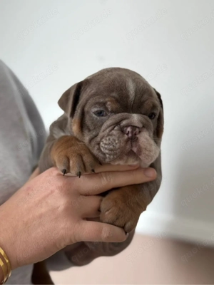 OEB welpen suchen ihr Traumschloss