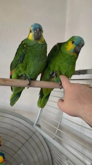 Amazonen Geschwister