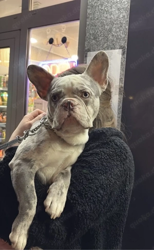 französiche bulldoge deckrüde  Bild 5