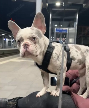 französiche bulldoge deckrüde  Bild 2