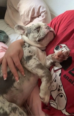 französiche bulldoge deckrüde  Bild 4