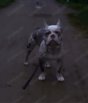 französiche bulldoge deckrüde  Bild 1