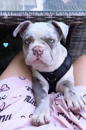 französiche bulldoge deckrüde  Bild 3