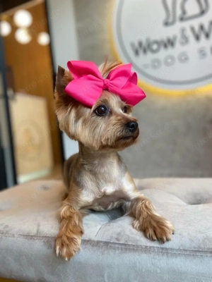 Yorkshire Terrier Hündin (9 Jahre)   nur in liebevolle Hände abzugeben