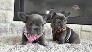 Wunderschöne Französische Bulldoggenwelpen.