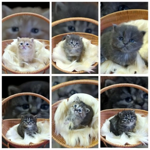 Exklusive Britisch Kurzhaar Heilige Birma Edelmixkitten Kitten weiblich 