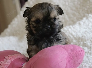 Malteser shih tzu welpen Bild 2