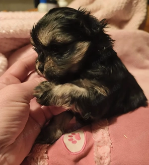 Malteser shih tzu welpen Bild 5