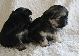 Malteser shih tzu welpen Bild 3