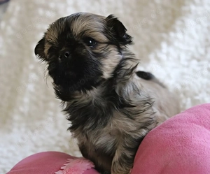 Malteser shih tzu welpen