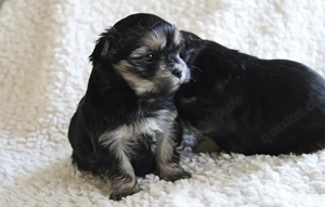 Malteser shih tzu welpen Bild 4