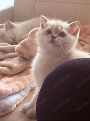 Wunderschöne, gesunde Kitten suchen ein liebevolles Zuhause